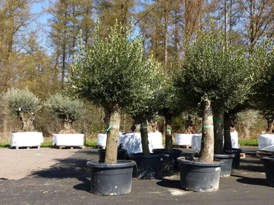 Produktbild von 2x Olivenbaum Olive "60 Jahre" 200 - 240 cm, beste Qualität, Stammumfang 40 - 50 cm, winterhart, Olea Europaea
