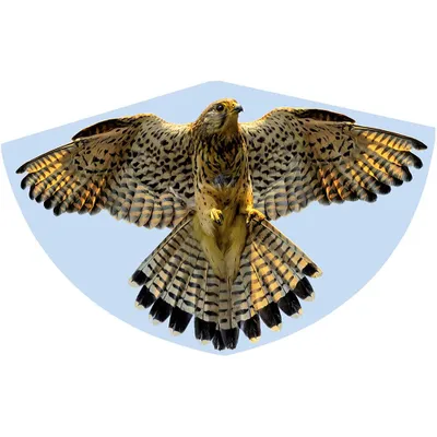 Obrázek produktu pro Paul Günther Monofilo Aquilone statico FALKE Larghezza estensione 920 mm Intensita del vento 3