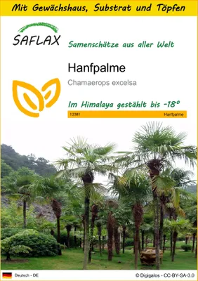 Produktbild von SAFLAX Anzucht Set - Hanfpalme - Chamaerops excelsa - 10 Samen - Mit Mini-Gewächshaus, Anzuchtsubstrat und 2 Töpfen