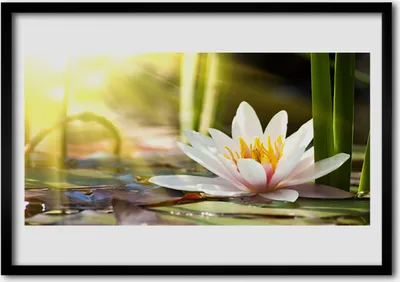 Produktbild von Bild 100x70 MDF-Rahmen Wandkunst Flower Water Lily