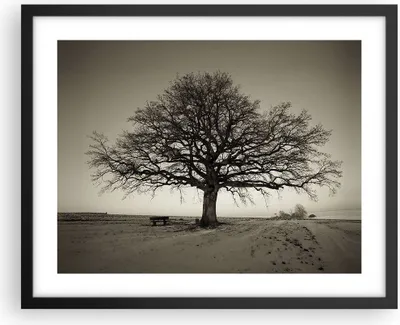 Produktbild von Gerahmtes Poster - Schwarzer Rahmen - Baum Schnee Sepia - 50x40 cm - Wand Bild - Wanddeko - Wandbilder - Kunstposter - Wandposter - Bilderrahmen - Bilder - Kunstdruck - Wandbild - P2BAA50x40-4161