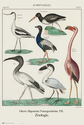 Produktbild von Sumpfvögel Poster Vintage Lehrtafel Vögel XL, Taf. 83 91,5 x 61 cm
