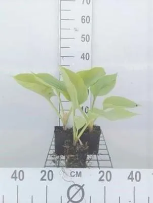 Produktbild von 6 x Hosta hybr. 'Sum And Substance' - Hosta - Topf 9 x 9 cm