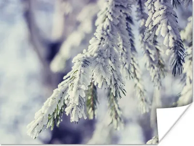 Produktbild von MuchoWow® Poster Winter - Tannenbaum - Schnee - Ländlich 120x90 cm - Wandbild