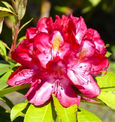 Obrázok produktu pre INKARHO Veľkokvetá alpská ruža Rhododendron Junifeuer 50 – 60 cm neskoré kvitnutie