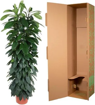 Produktbild von Famanu Ficus Cyatistipula - 150 cm - ø29