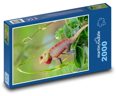 Obrázek produktu pro martinpuzzle - Puzzle 2000 - Ještěrka - plaz