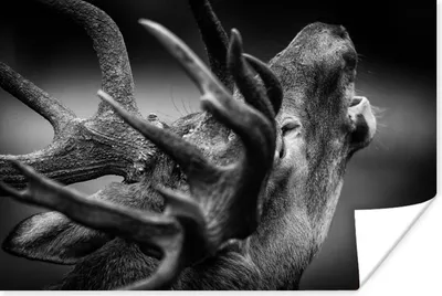 Produktbild von MuchoWow® Poster Geweih - Hirsch - Schwarz 120x80 cm - Bilder