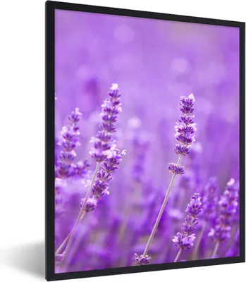 Produktbild von MuchoWow® Gerahmtes Poster Lavendel - Nahaufnahme - Blumen - Lila 60x80 cm - Poster mit Schwarzem Bilderrahmen Wandposter Rahmen Foto Bilder - Premium - Wanddeko Wohnzimmer