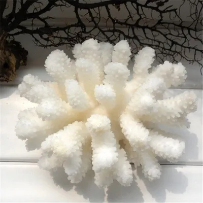 A white coral specimen is displayed on a white surface, with dark branches in the background.
