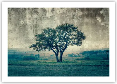 Produktbild von Poster - Poster ohne Rahmen - Baum Natur Feld - 70x50 cm - Wand Bild - Wanddeko - Wandbilder - Kunstposter - Wandposter - Bilder - Kunstdruck - Wanddekoration - Wandbild - P2XAA70x50-3627