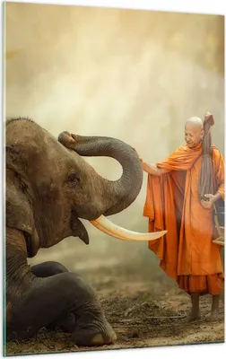 Produktbild von Bilder auf glas - Einteilig - Elefant Mönch Stoßzahn - 50x70cm - Glasbilder - Wandbilder - Bilder - zum Aufhängen bereit - Wanddekoration aus Glas - Glas Bilder - Wandbild auf Glas - GPA50x70-3484