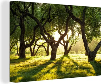 Obrázek produktu pro OneMillionCanvasses® Malba na plátně Nástěnná malba na plátně - Stromy - Příroda - Slunce - 150x100cm