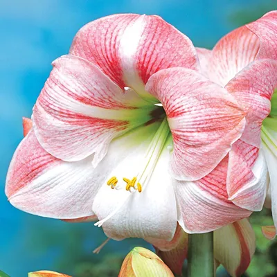 Immagine prodotto di Hippeastrum Zwartnica Amarylis Apple Blossom 1 pz Bulbi Bulbi di amarilli