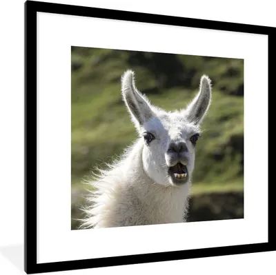 Produktbild von MuchoWow® Gerahmtes Poster Lama - Lustig - Kinder - Jungen - Mädchen - Kinder 40x40 cm - Poster mit Schwarzem Bilderrahmen Wandposter Rahmen Foto Bilder - Poster - Plakat im Rahmen