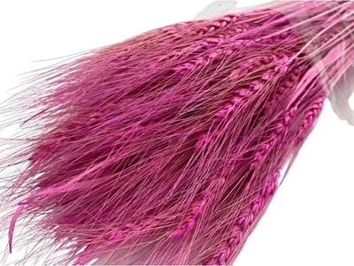 Image de Fleurs séchées, blé persan, bouquet de céréales, style bohème violet