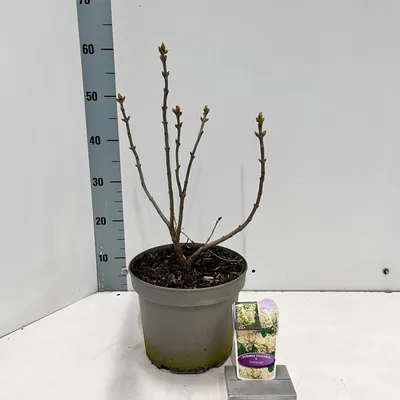 Obrázek produktu pro Syringa vulgaris 'Primrose' – šeřík obecný | 40–50 cm v květináči