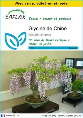 Image de SAFLAX Ensemble de culture - Glycine de Chine - 4 graines - Wisteria