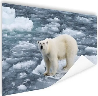 Produktbild von MuchoWow® Poster Eisbär - Wasser - Tiere 60x40 cm - Schlafzimmerdekoration
