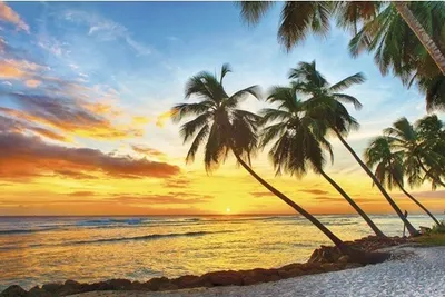Produktbild von Papermoon VLIES Fototapete, Digitaldruck, Barbados Palm Beach (378)