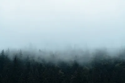 Produktbild von Muralo Fototapete Wald im Nebel 416 (B) x 290 (H) cm Vlies Tapete Wandtapeten Bäume Wohnzimmer Schlafzimmer moderne Wandbilder XXL Landschaft Panorama Wand Dekoration