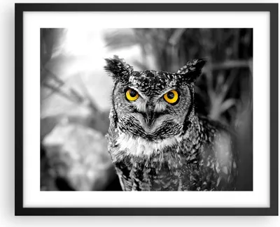 Produktbild von Gerahmtes Poster - Schwarzer Rahmen - Eule Vogel Natur - 50x40 cm - Wand Bild - Wanddeko - Wandbilder - Kunstposter - Wandposter - Bilderrahmen - Bilder - Kunstdruck - Wandbild - P2BAA50x40-1318