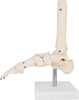 Produktbild von Anatomie Skelett Modell Lebensgroß Anatomisches Knochen Fußgelenk Skelettfuss Modell des Menschlichen Fuß Fuss mit Beweglichem Gelenken Fussmodell Medmod