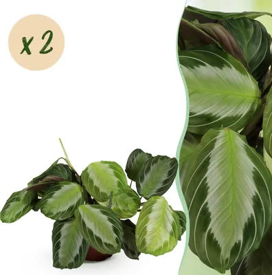 Productafbeelding van Maranta Fascinator Silverband - Gebedsplant - Huisdiervriendelijk - Groen - 2 Planten - 30-35cm - Ø12cm - Kamerplant - Groenblijvend