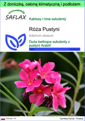 Zdjęcie produktu dla SAFLAX - Garden to go - Róża Pustyni - 8 Nasiona - Z doniczką, pokrywą klimatyczną i podłożem do uprawy - Adenium obesum