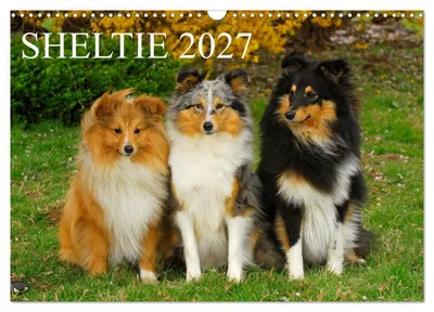 Produktbild von Sheltie 2027 (Wandkalender 2027 DIN A3 quer), CALVENDO Monatskalender