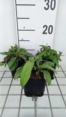 Image de 6 x Succisa pratensis - Suecica - pot 9 x 9 cm