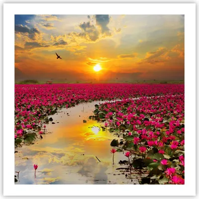 Produktbild von Poster - Poster ohne Rahmen - See Blumen - 60x60 cm - Wand Bild - Wanddeko - Wandbilder - Kunstposter - Wandposter - Bilder - Kunstdruck - Wanddekoration - Wandbild - P2XAC60x60-3769