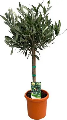 Obrázok produktu pre Olivovník Olea Europaea, izbová rastlina, priemer 15 cm, výška 60 cm, stredomorská, nenáročná na starostlivosť