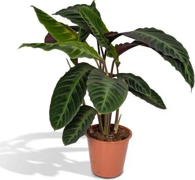 Produktbild von Calathea Warscewiczii Ø19cm ↕70cm Pfauenpflanze für Schatten Zimmerpflanze