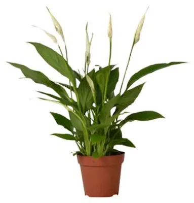 Productafbeelding van JUNAVERA Spathiphyllum Chopin - Terrariumplant 9 cm pot, circa 30 cm hoog