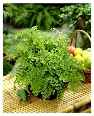Produktbild von Adiantum raddianum Frauenhaarfarn – Dekorative Zimmerpflanze im 12 cm Topf