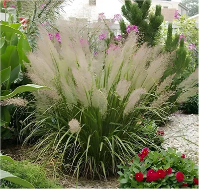 Produktbild von Stauden Gänge 10 x Calamagrostis brachytricha im 1 Liter Topf - Diamantgras - beeindruckende Blütenpracht - Zarte Federn im sanften Herbstlicht