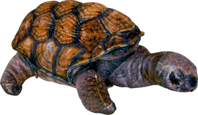 Produktbild von Coppenrath Verlag GmbH & Co.KG Schildkröte - Nature Zoom Wild