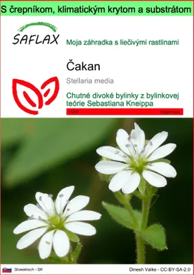 Obrázok produktu pre SAFLAX Garden to go - čakan - Stellaria media - 1000 Semená - S črepníkom, klimatickým vekom a pestovateľským substrátom