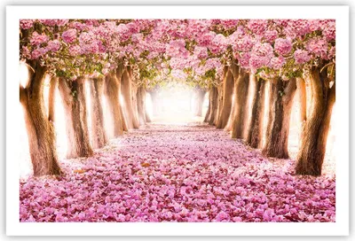 Produktbild von Poster - Poster ohne Rahmen - Baum Blumen Kirsche Natur - 91,5x61 cm - Wand Bild - Wanddeko - Wandbilder - Kunstposter - Wandposter - Bilder - Kunstdruck - Wanddekoration - Wandbild - P2XAA91x61-2794