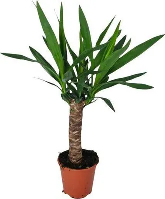 Obrázok produktu pre Palma Yucca - izbová rastlina, priemer 14cm, výška 60cm, nenárocná na