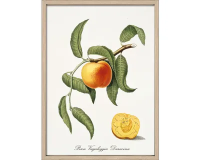 Produktbild von Gerahmtes Bild Branch With Peach 53x73 cm