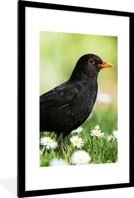 Produktbild von MuchoWow® Gerahmtes Poster Vogel - Amsel - Blumen 60x90 cm - Poster mit Schwarzem Bilderrahmen Wandposter Rahmen Foto Bilder - Dekoration - Wandposter Wohnzimmer - Hochwertig