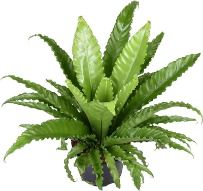 Immagine prodotto di Felce a nido - Asplenium Antiquum Osaka - Pianta da appartamento - Ø23cm