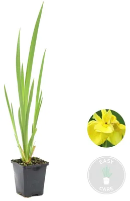 Produktbild von Iris Pseudacorus, Schwertlilie, Teichpflanze, 15-25 cm, Topf 9 cm