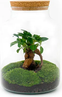 Produktbild von Flaschengarten "Milky" - DIY Pflanzenterrarium -  30 cm hoch - mit Ficus Ginseng Bonsai