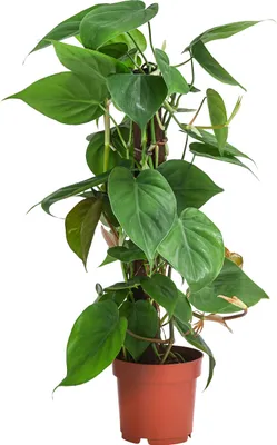 Produktbild von Dehner Baumfreund, Philodendron scandens, an Kratistestab gebunden, 50 cm inkl. Pflanztopf, Ø Topf 14 cm, Zimmerpflanze