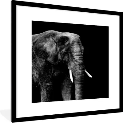 Produktbild von MuchoWow® Gerahmtes Poster Elefant - Tiere - Schwarz - Weiß 40x40 cm - Poster mit Schwarzem Bilderrahmen Wandposter Rahmen Foto Bilder - Poster - Plakat im Rahmen