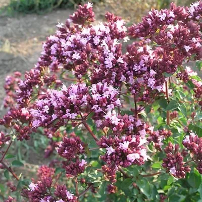 Obrázek produktu pro 6 x bazalka  - Origanum laevigatum 'Rosenkuppel'  | Květináč 9 cm x 9 cm