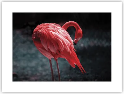 Produktbild von Poster - Poster ohne Rahmen - Flamingo Rosa Vogel - 40x30 cm - Wand Bild - Wanddeko - Wandbilder - Kunstposter - Wandposter - Bilder - Kunstdruck - Wanddekoration - Wandbild - P2XAA40x30-4551
